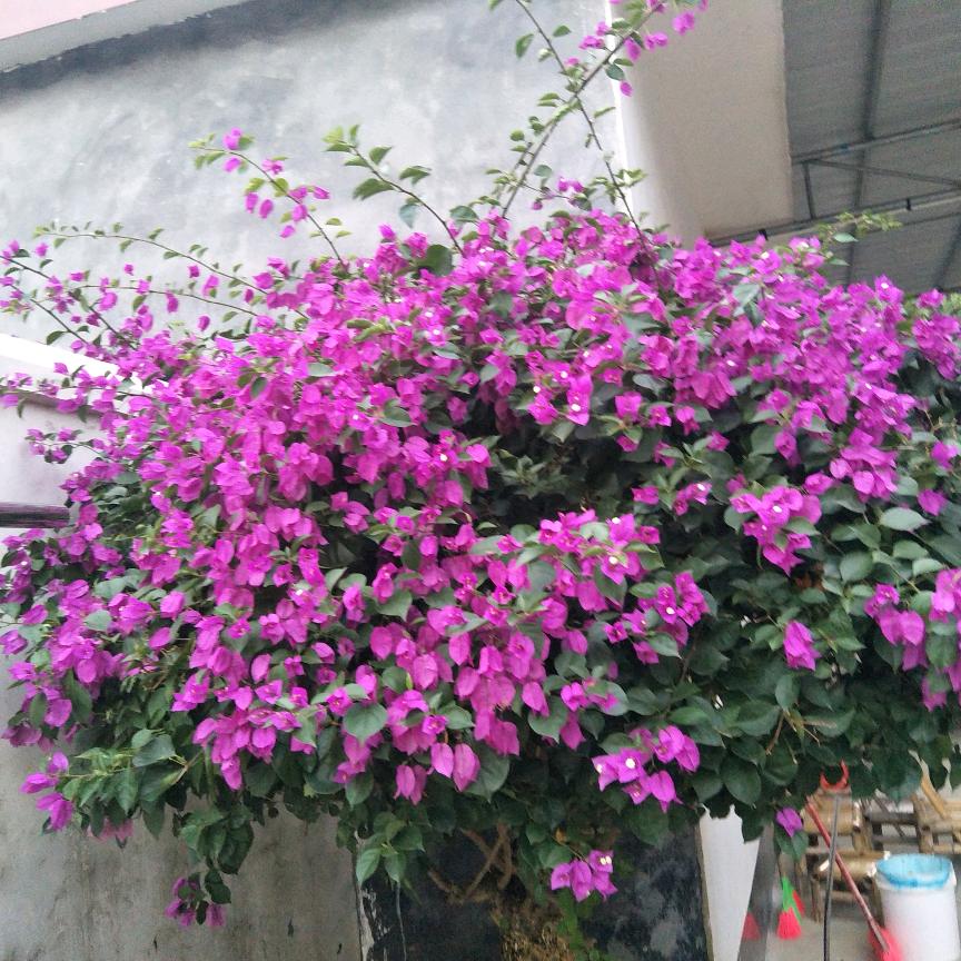 雪花