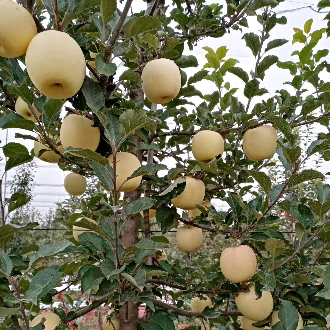 白水苹果🍎