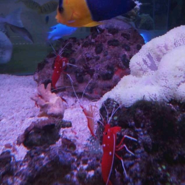 火焰虾