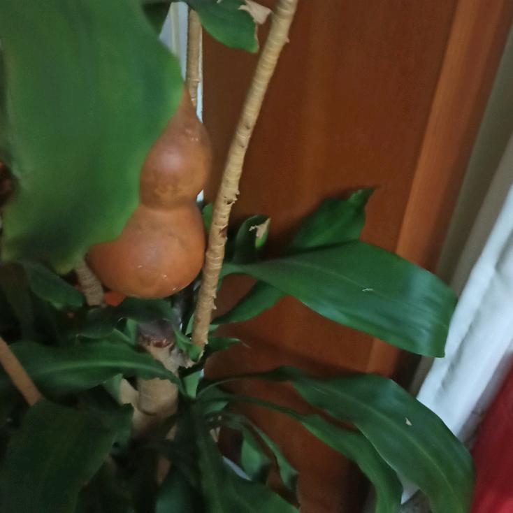 芝