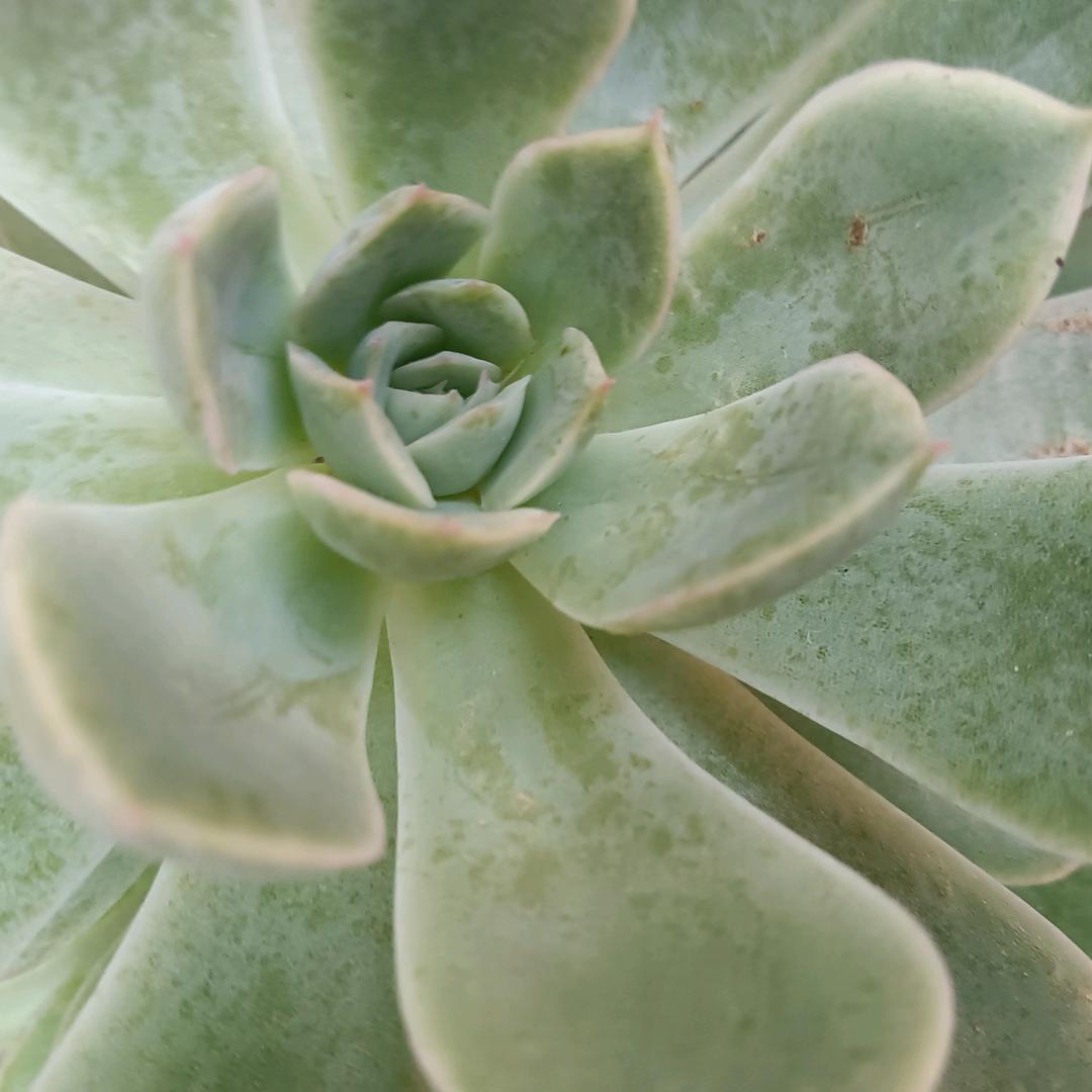 小玉
