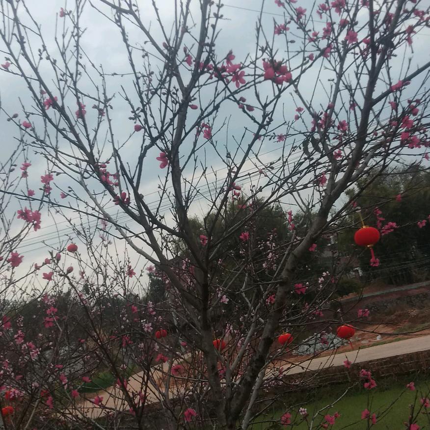 笨鸟先飞