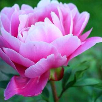 花好月圆。