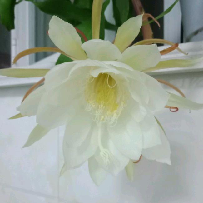 半糖经济