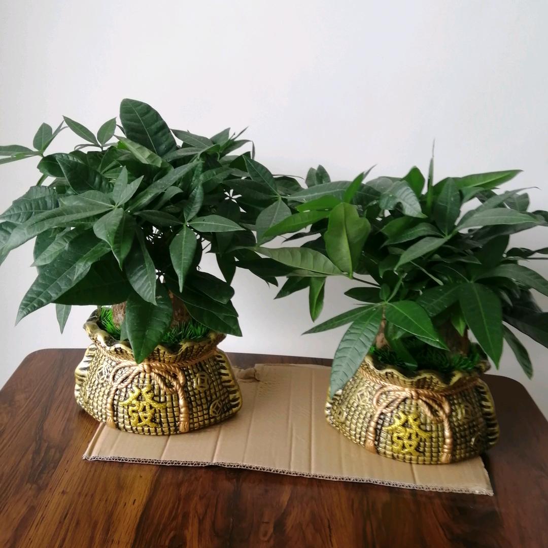 《飞尘》实名：陈煌发