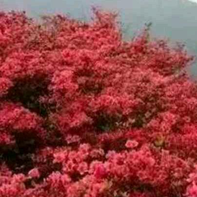 满山红叶