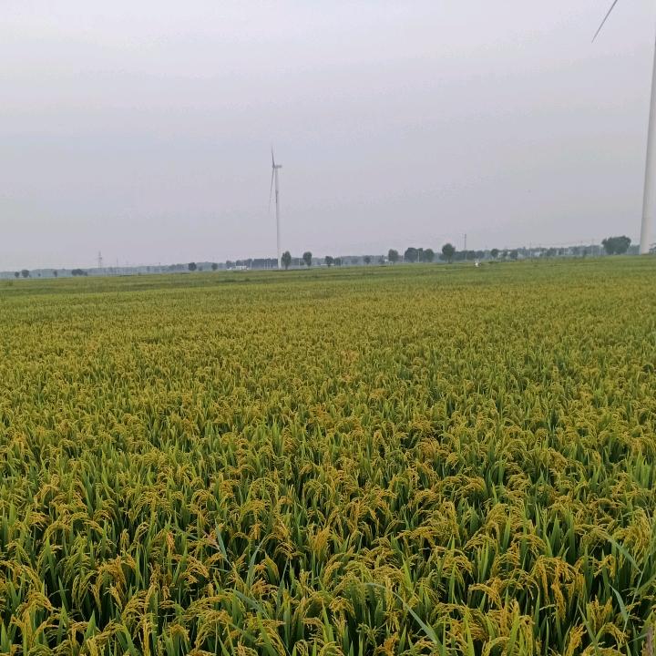 早晨好