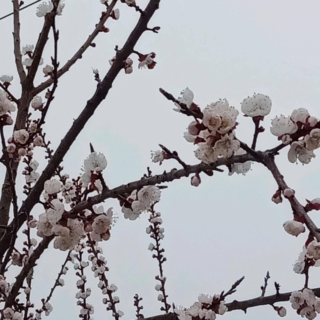 梅兰竹菊