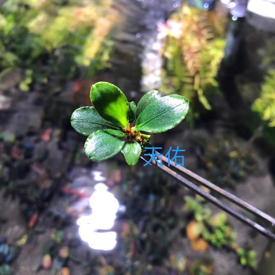 天佑草堂