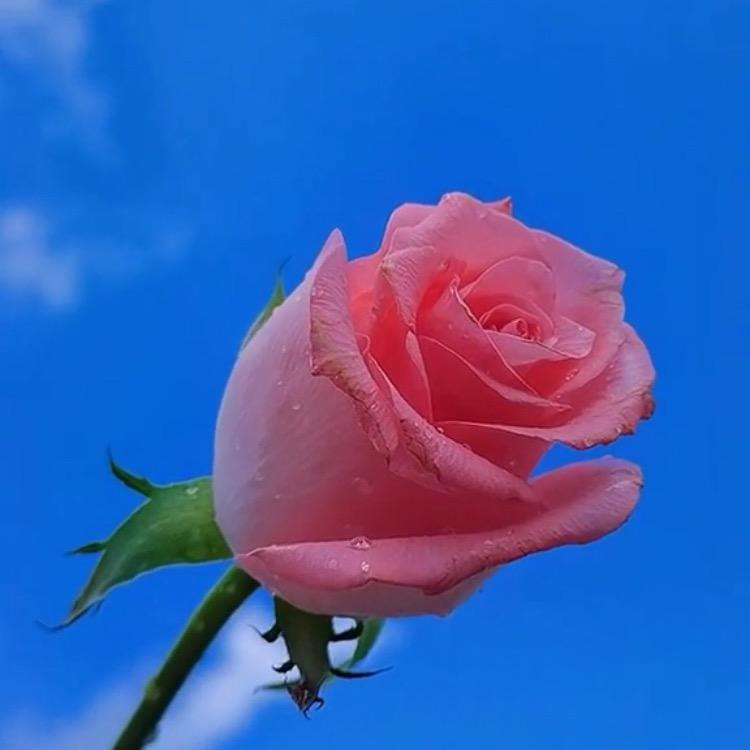 苒伊赫