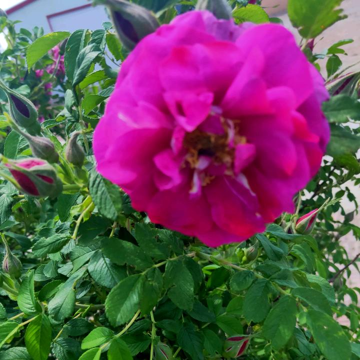 像雾像雨又像风151