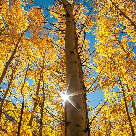 小狼🐺人的首领