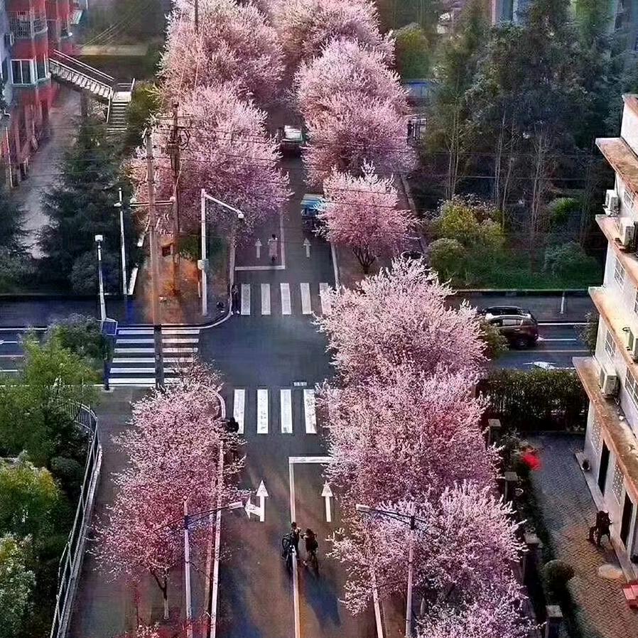 后杨沟