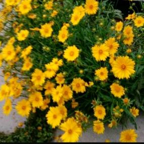 🍷相伴一生🍷🍒ꦿ᭄小霞᭄ོꦿ࿐