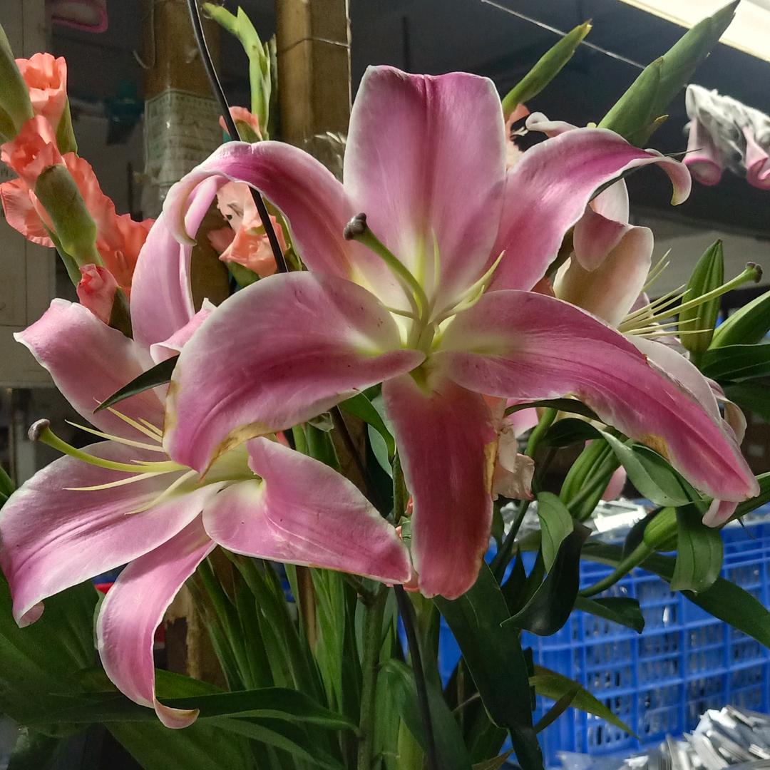美丽的夏天
