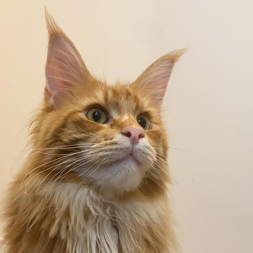 鱼生与猫眠