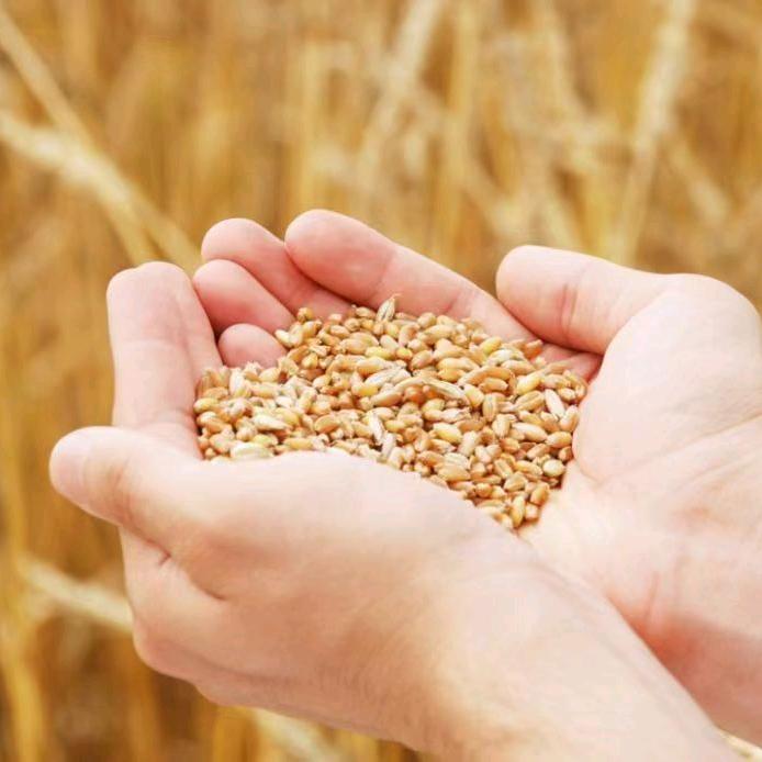 我们的希望在田野上