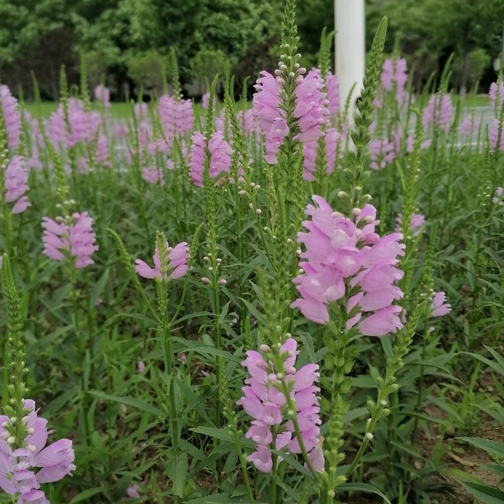 春花秋实