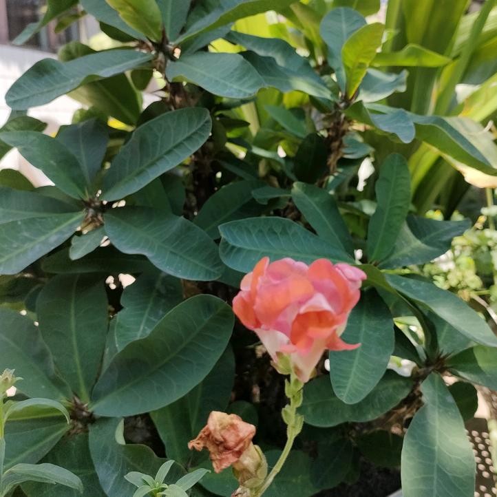 顽童