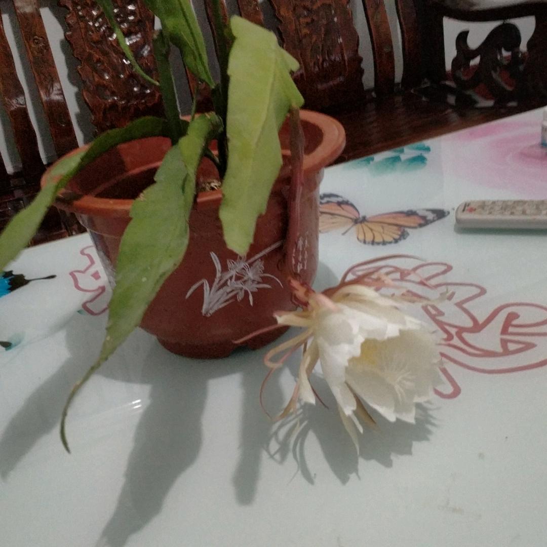 倾尽繁华