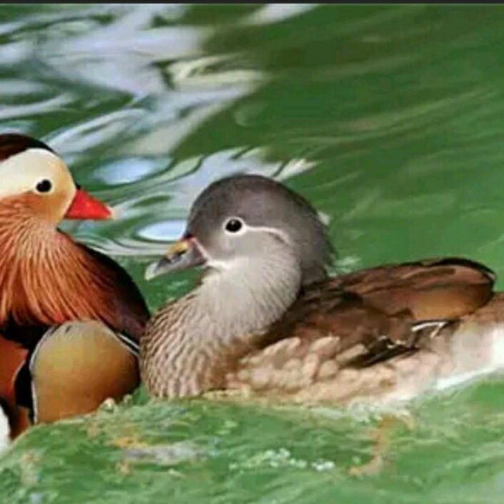 军中绿花