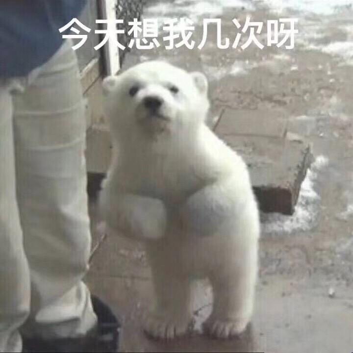 我是一只猪