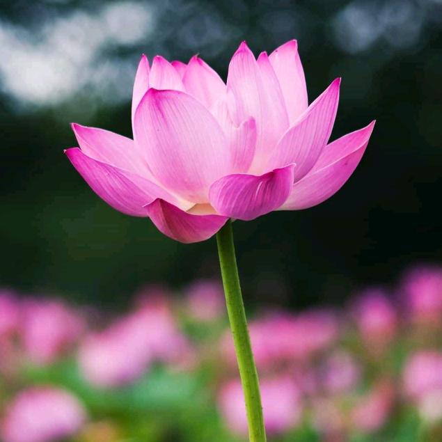 随缘