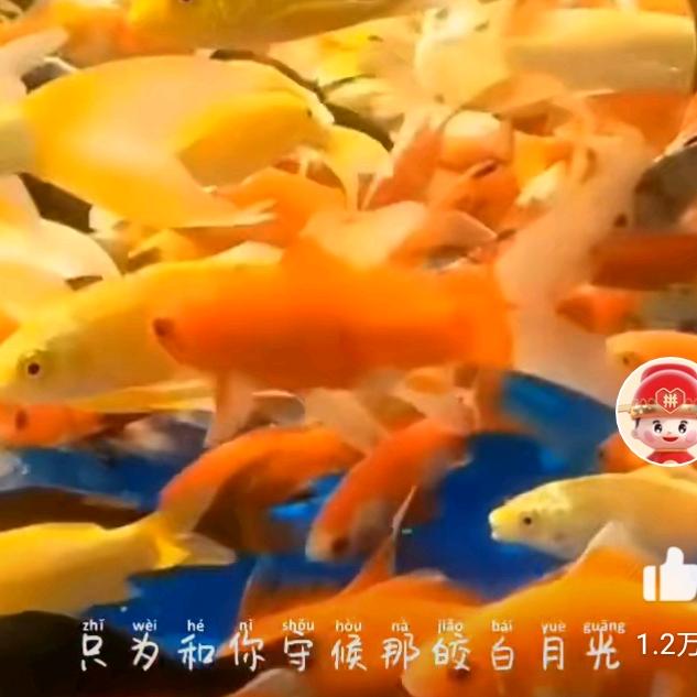 艳阳高照