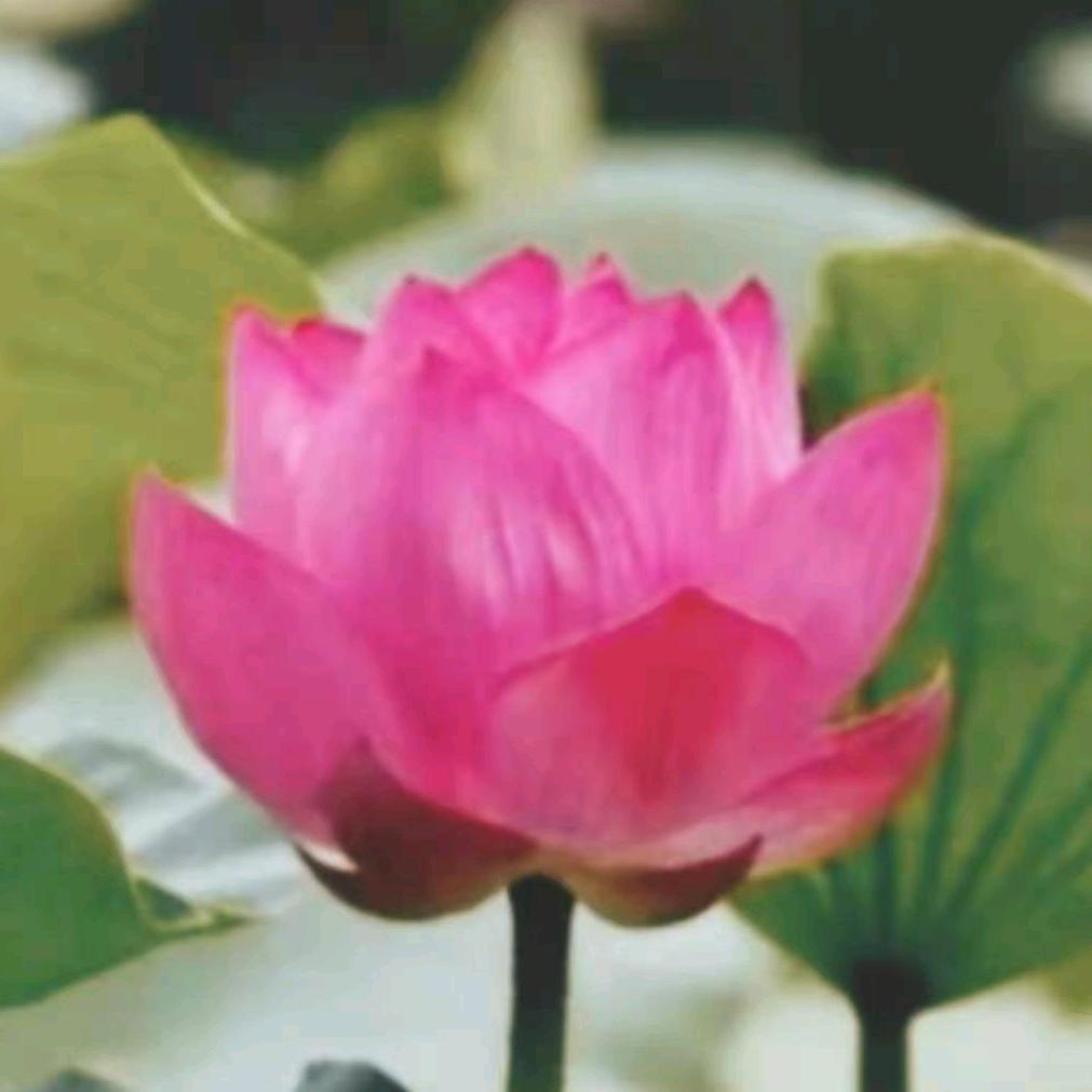 天蓝蓝D