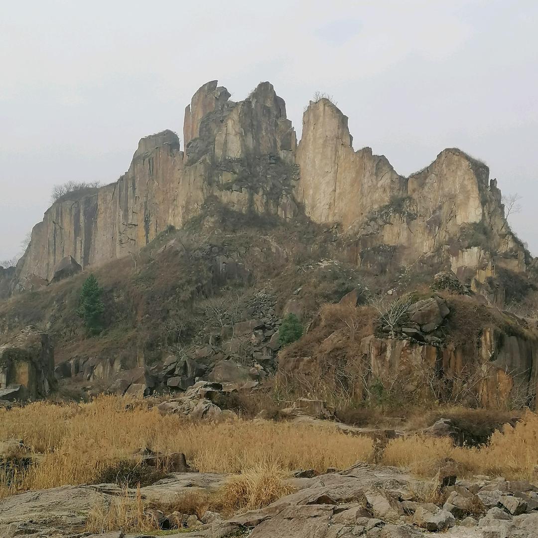 专业收各种树木下房料