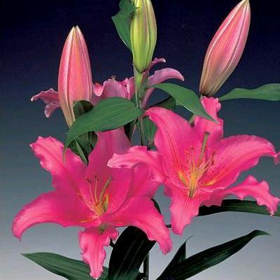 香水百合