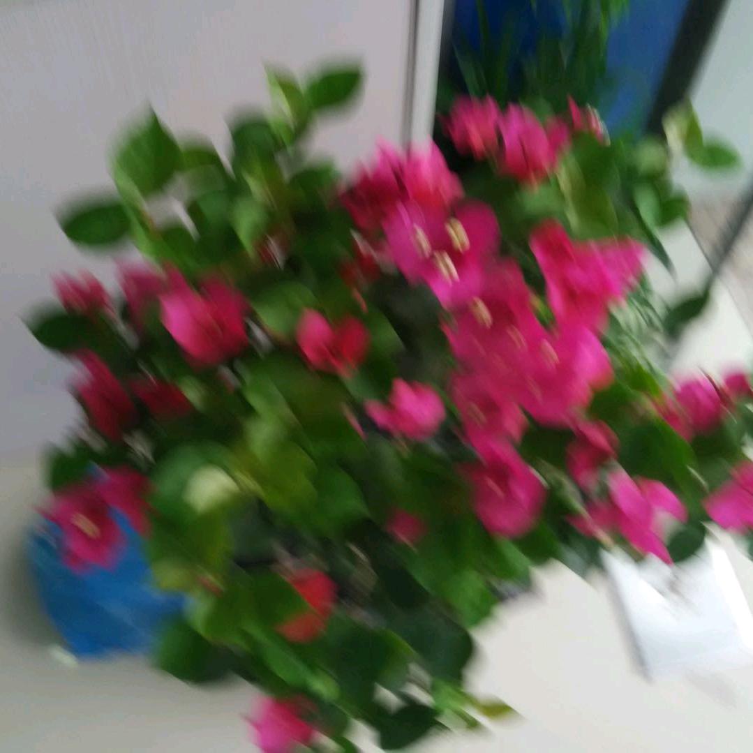 长青树