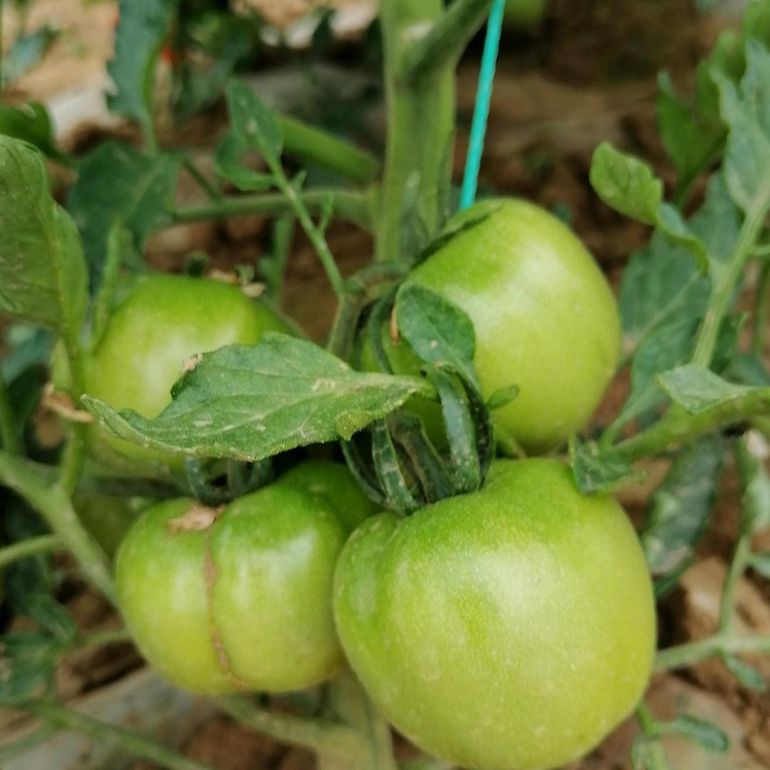 不忘初心，牢记使命🌹🌹🌹
