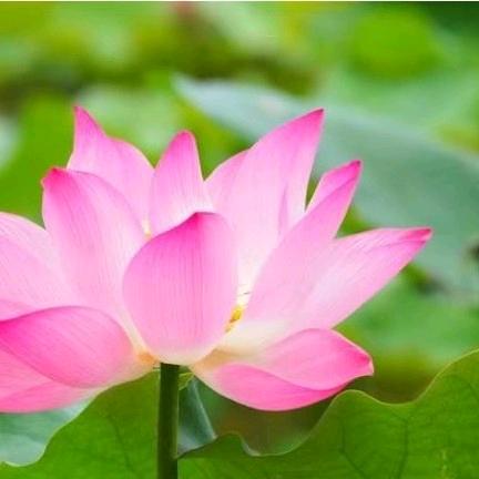 好运莲莲