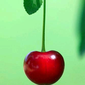 手机用户89195548092