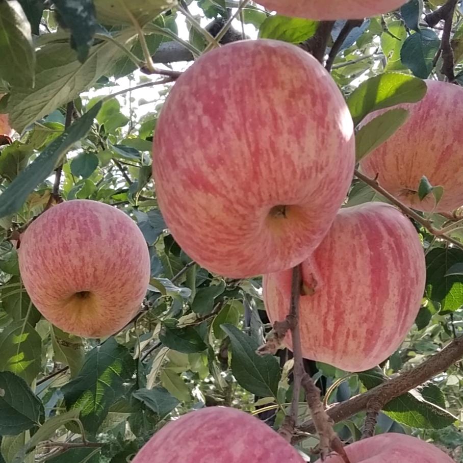 暖心（纯天然自家种的烟台栖霞苹果）