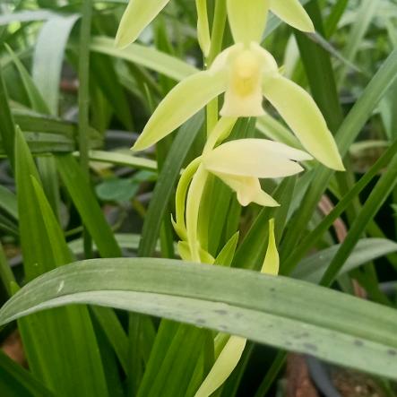 郯城县睿凯苗木花卉种植家庭农场