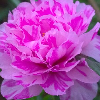 🌹梁晨美景🌹