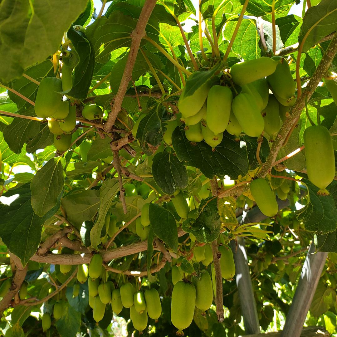 本溪县秋丰软枣猕猴桃🥝采摘园