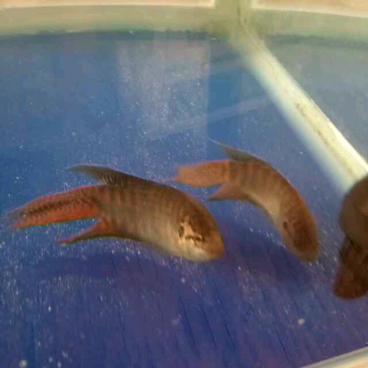 颖