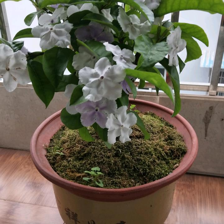 田淑媛