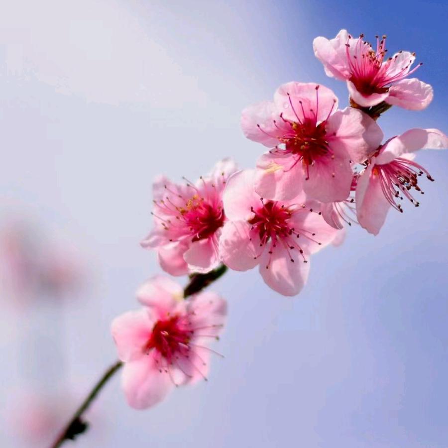 梅