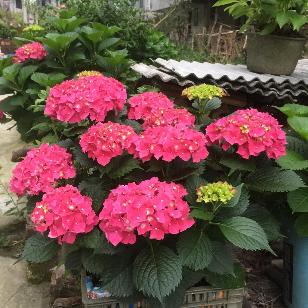 周家3姐
