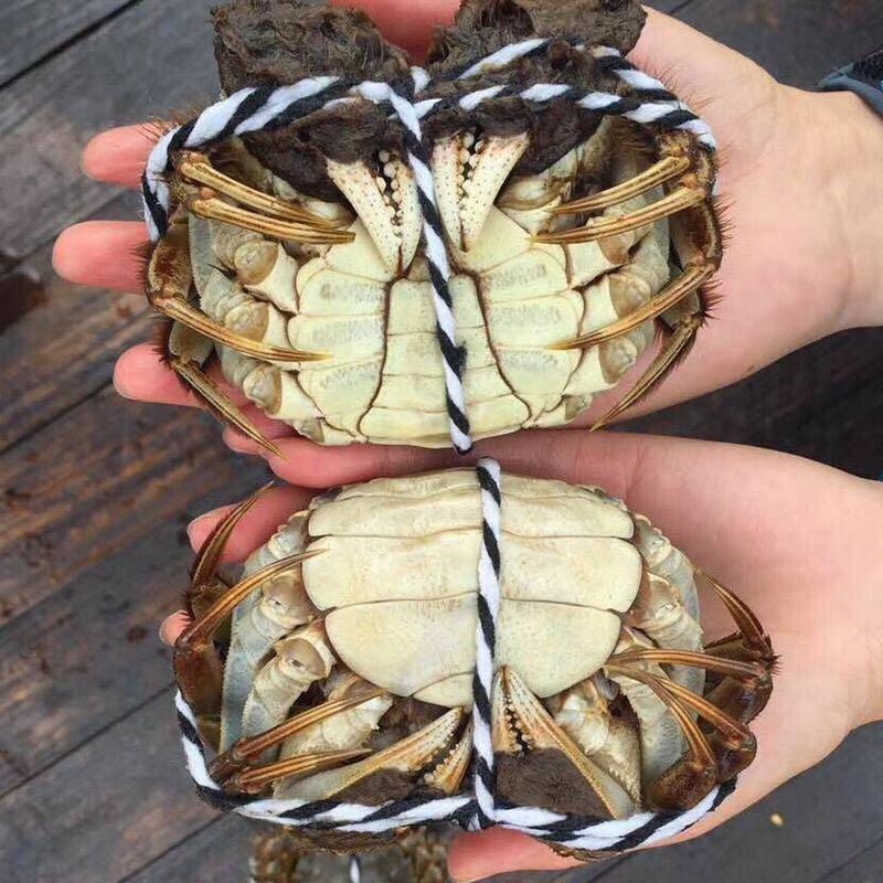 瓦埠湖大闸蟹(寿县一店)官方号