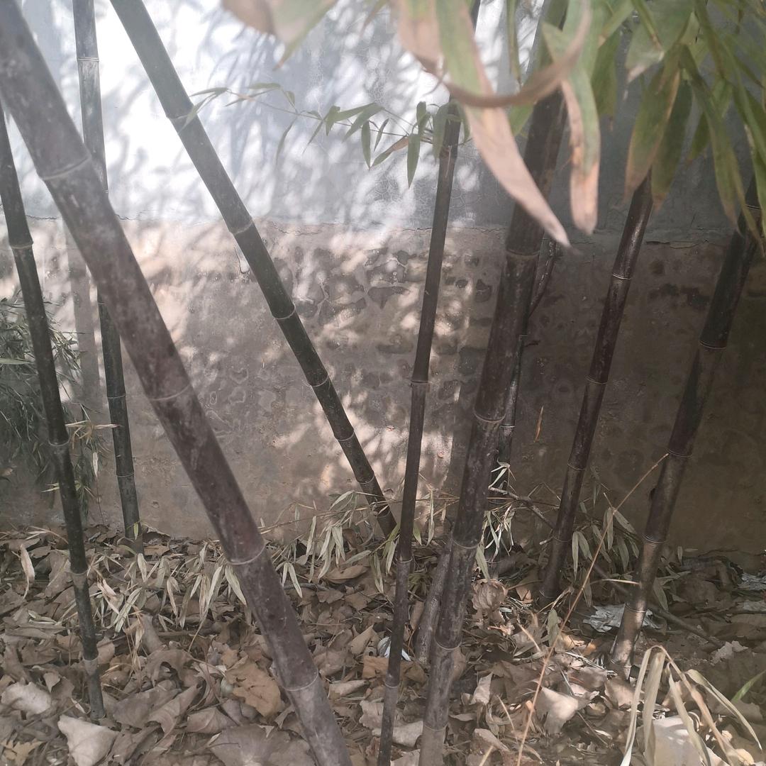 小辣椒浚浚