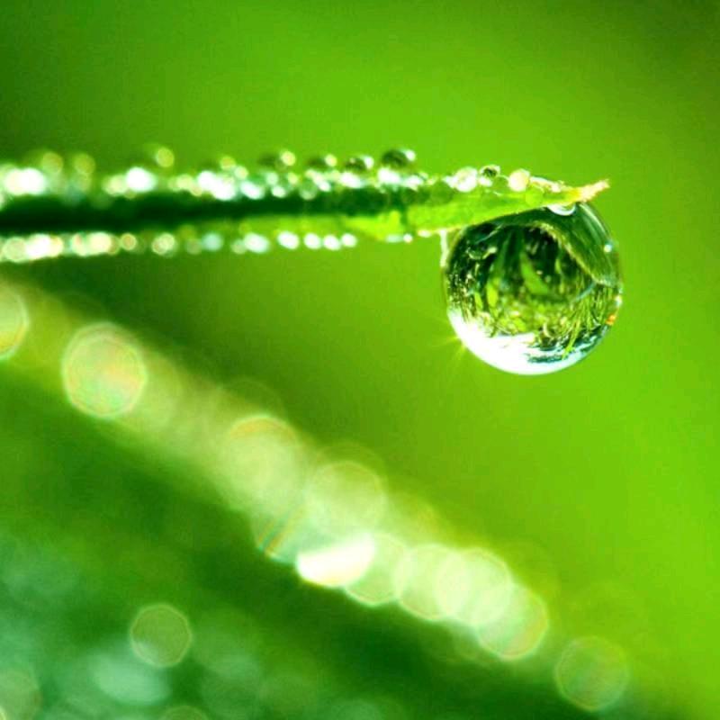 清晨的叶子~🐰