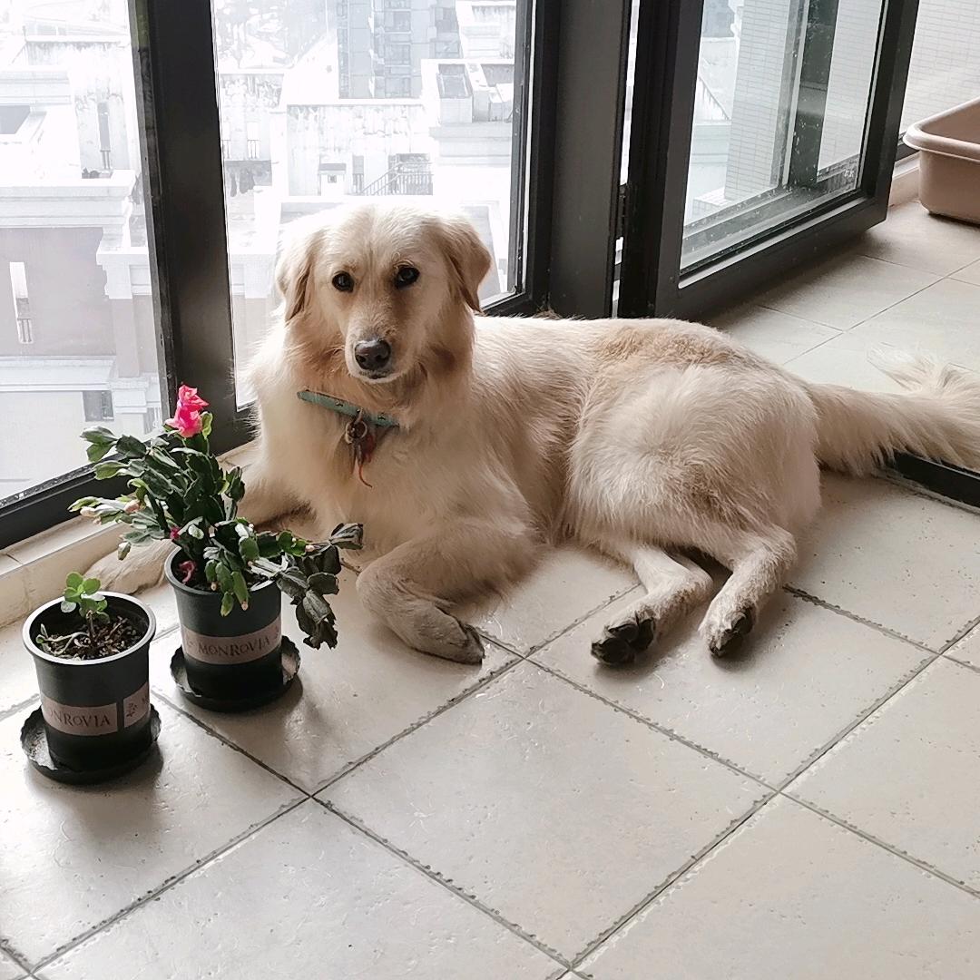 phoebe