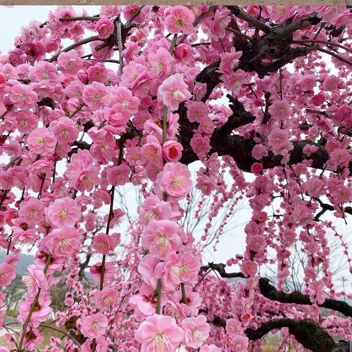 舒护怡夏蝉女性个护店