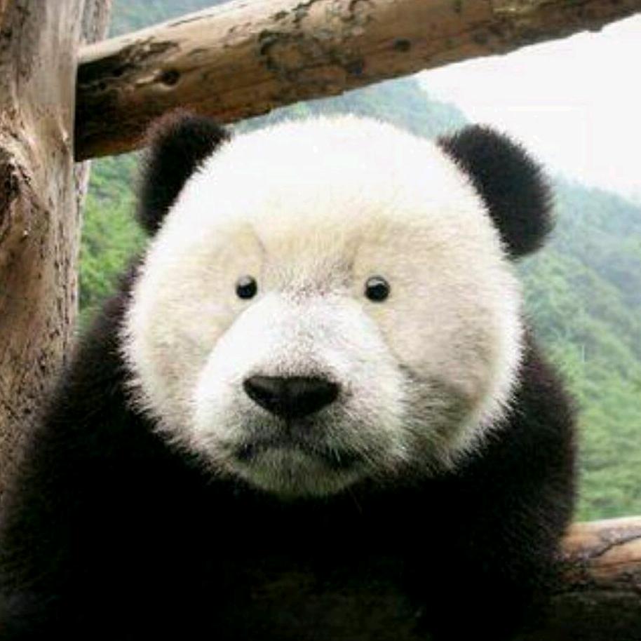 熊猫｀