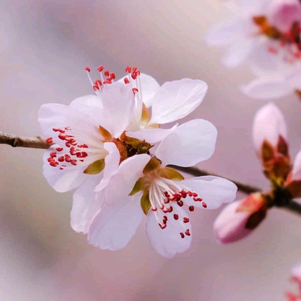 梅花香自苦寒来~
